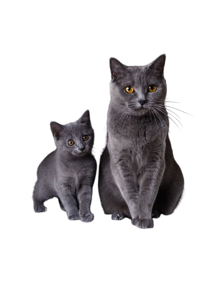 Chartreux Cat